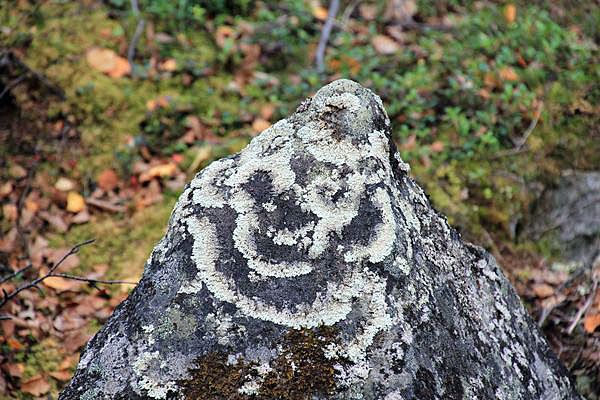 Felsen mit Moos