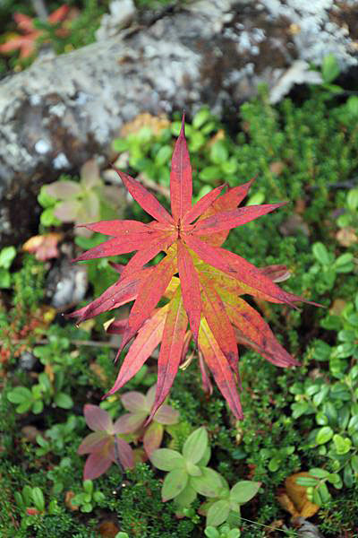 Der Herbst zieht ein