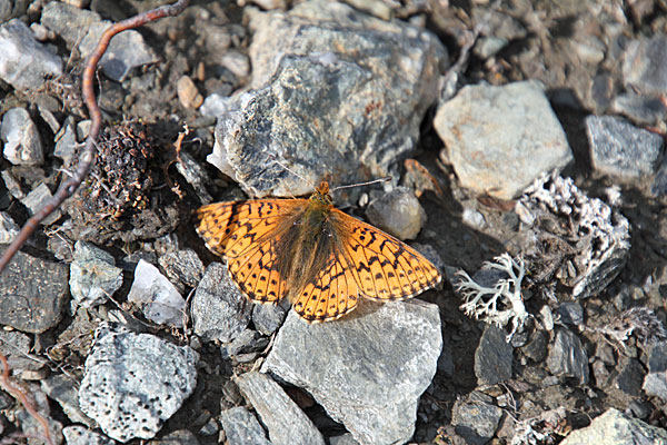 Schmetterling