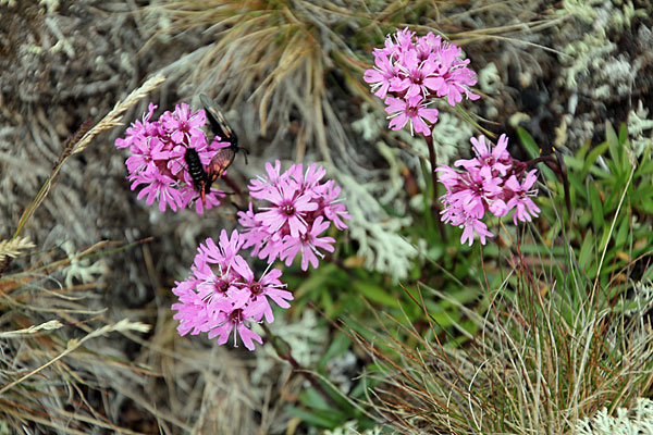 Blüte