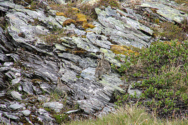 Fjällripa (Alpenschneehuhn)