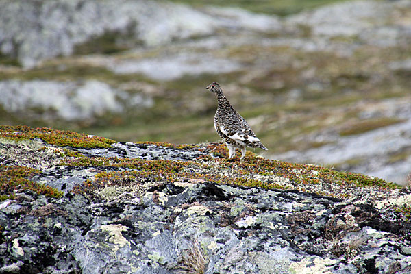 Fjällripa (Alpenschneehuhn)