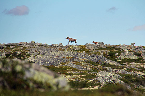 Elchkuh mit Kalb