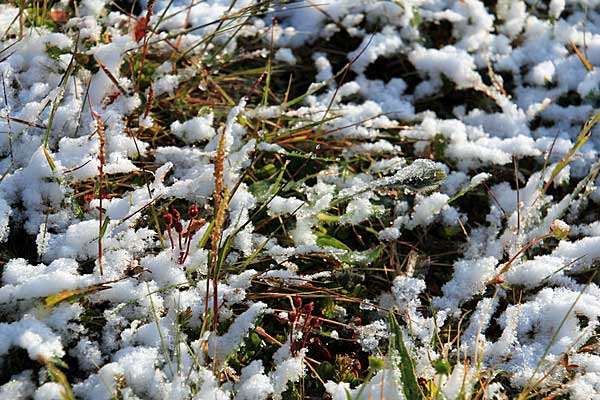 Neuschnee am Fusse des Hoŋgá