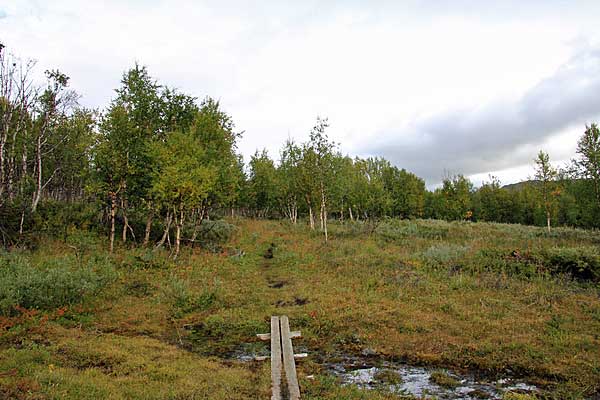 Der Weg führt ab hier durch Fjällbirken