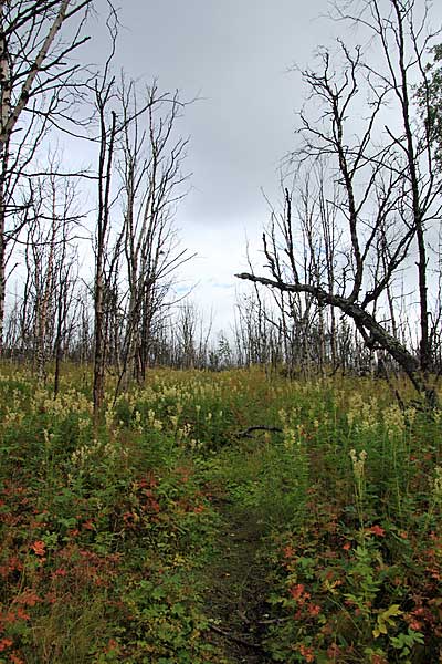 Der Weg führt durch abgestorbene Fjällbirken