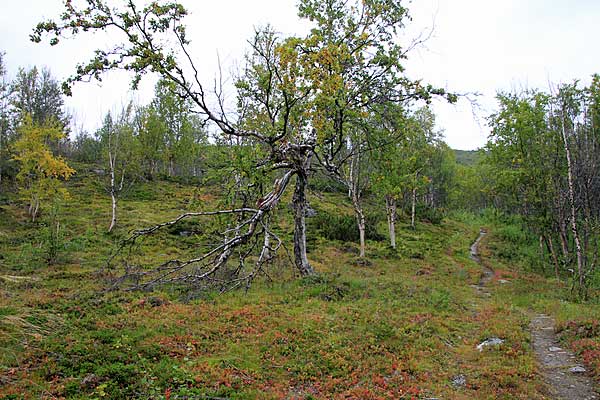 Wanderweg von Rovvidievvá nach Abiskojaure