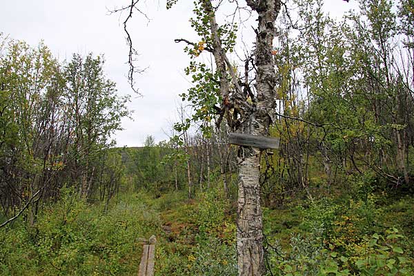 Der Weg führt weiter durch Birkenwald