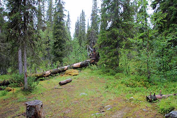 Lichtung im Tannenwald