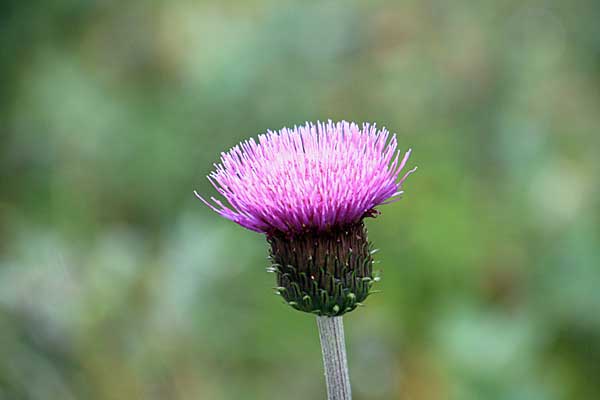 Alpen-Distel