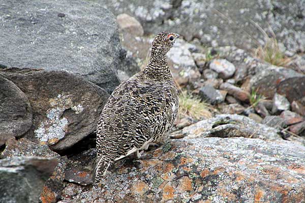 Alpenschneehuhn