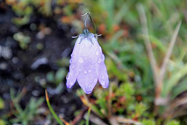 Rundblättrige Glockenblume