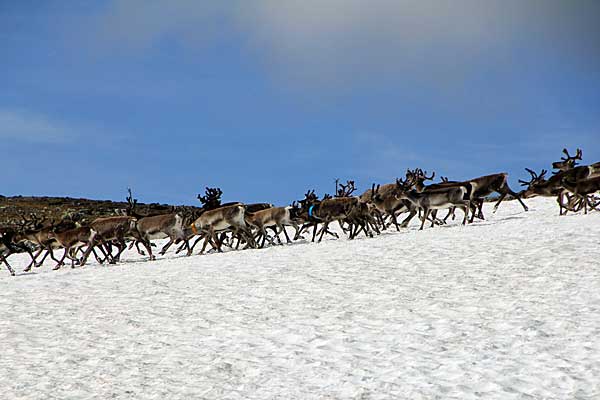 Rentiere am Sähkokpass