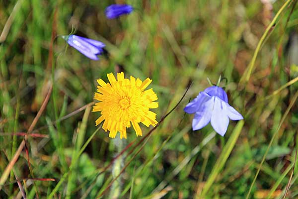 Habichtskraut und Glockenblume