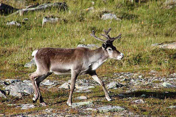 Rentier im Sarvesvágge