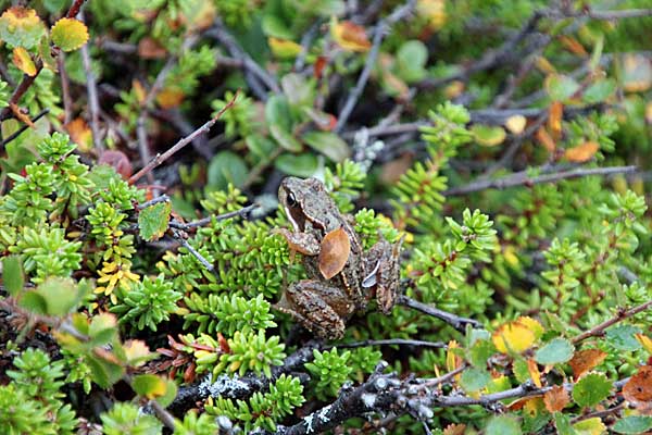 Frosch im Álggavágge