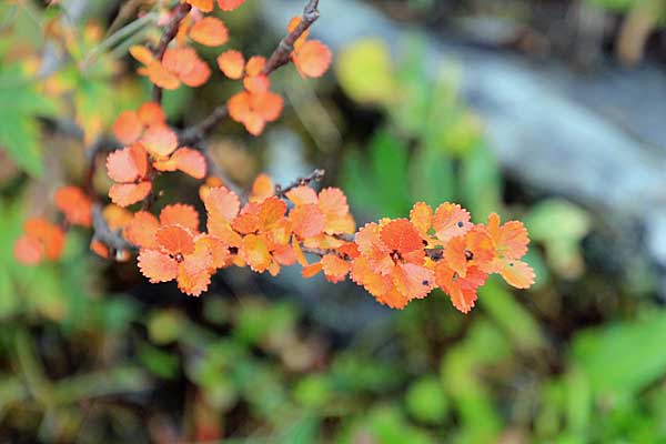 Herbstlaub