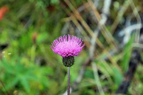 Alpen-Distel