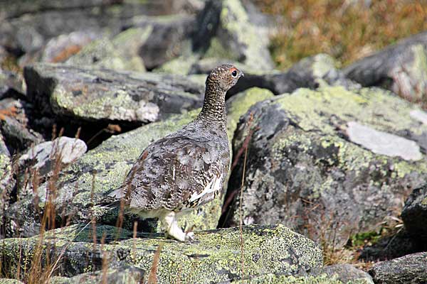 Junges Alpenschneehuhn