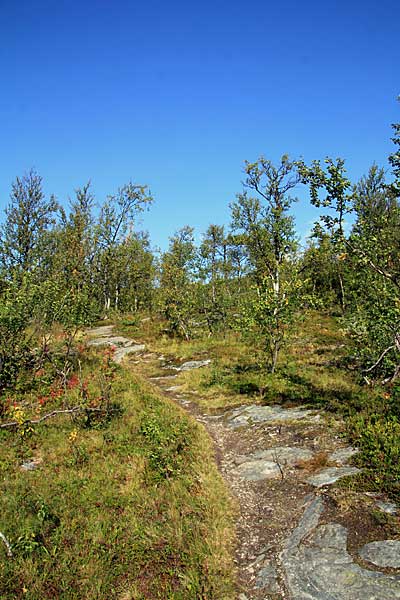 Der Pfad führt durch Fjällbirken