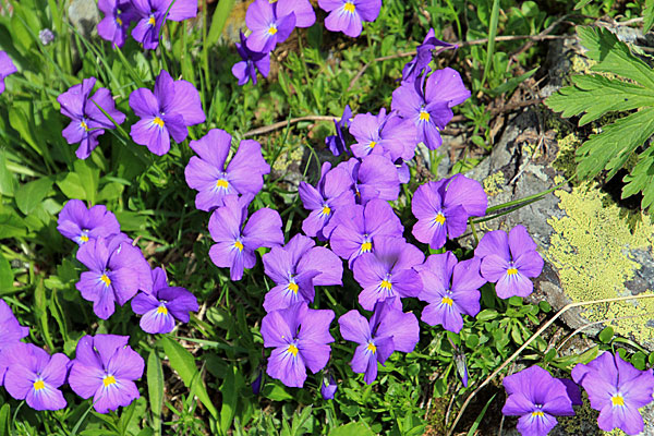 Langsporniges Stiefmütterchen