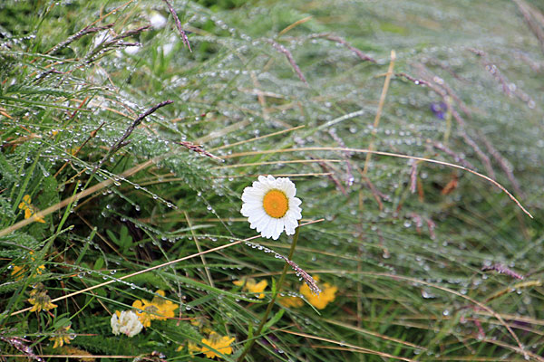 Gras mit Regentropfen