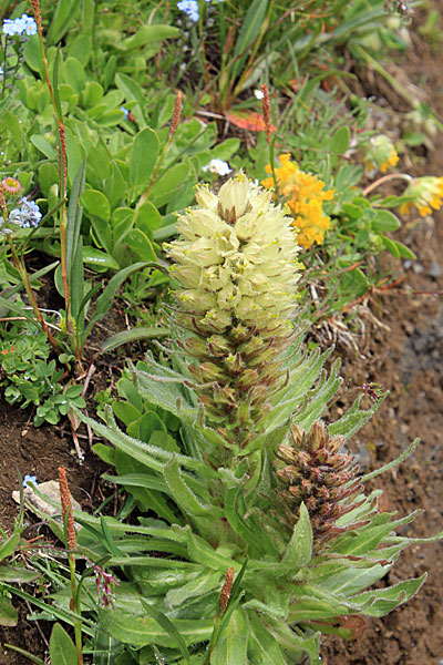 Straußen-Glockenblume