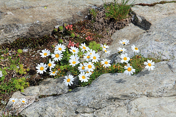 Blumen am Wegesrand