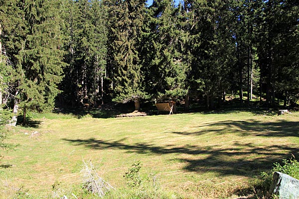 Waldlichtung Plang Caltgera