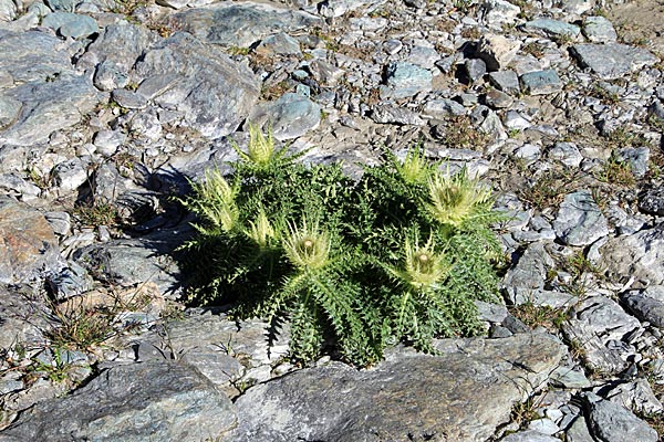 Alpen-Kratzdistel