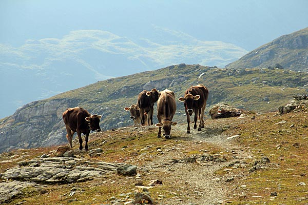 Jungkühe auf Entdeckungstour