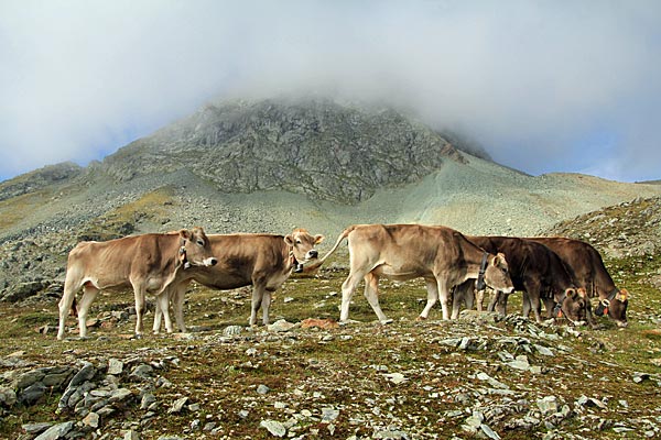 Jungkühe auf Entdeckungstour