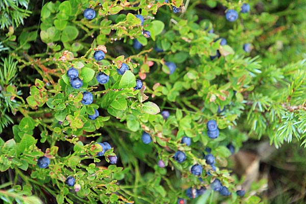 Heidelbeeren