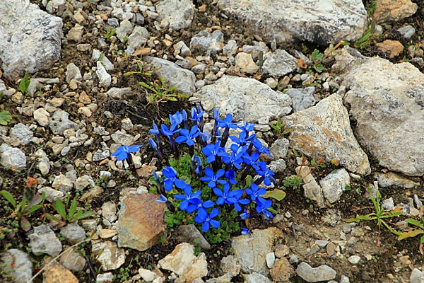 Frühlingsenzian