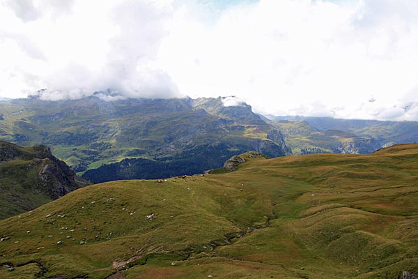 Kühe weiden im Val da Natons