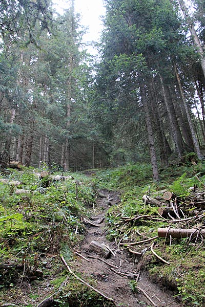 Steil hoch durch den Wald