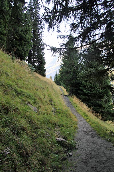 Der Wald lichtet sich bei Im Sulz