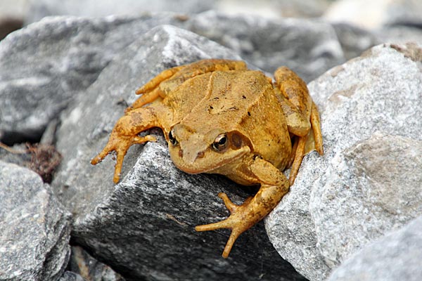 Grasfrosch