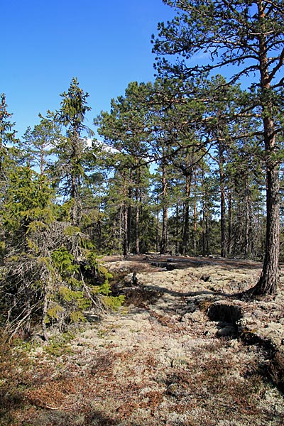 Am Fäbodberget