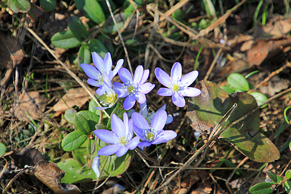 Leberblümchen