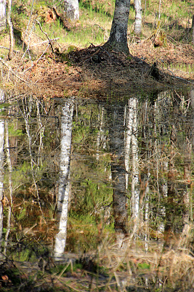 Spiegelung im Tümpel