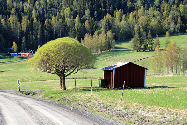 Baum in Allsta