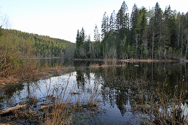 Am Högforstjärnen