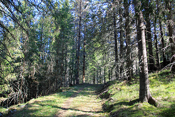 Forstweg am Vedasjön