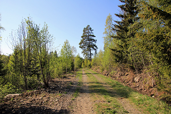 Forstweg am Fuss des Gårdberget