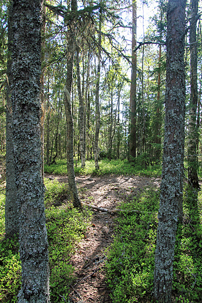 Wald auf dem Fäberget