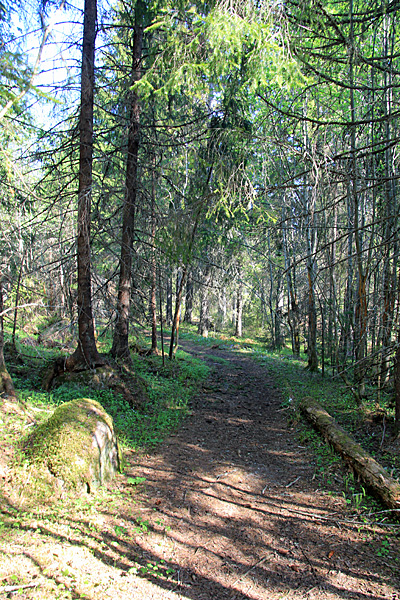 Waldweg