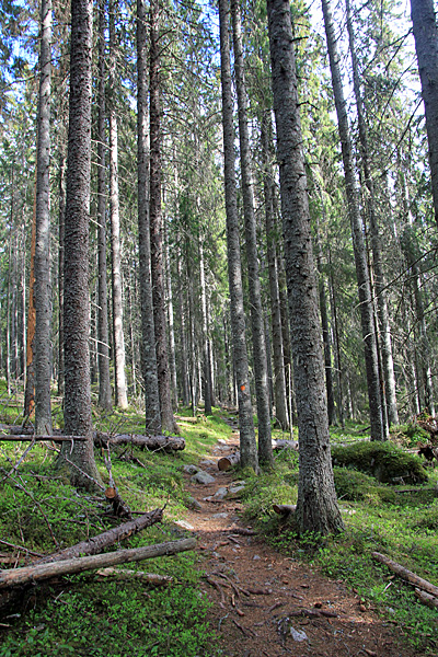 Auf den Täcksberget