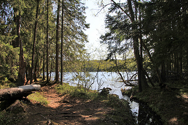 Balestjärnen