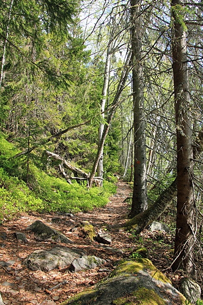 Wanderweg in Bodviken